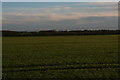 Across the fields from Walk Lane, Strubby