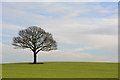 SK2604 : A lone tree near Bramcote Farm, Warwickshire by Oliver Mills