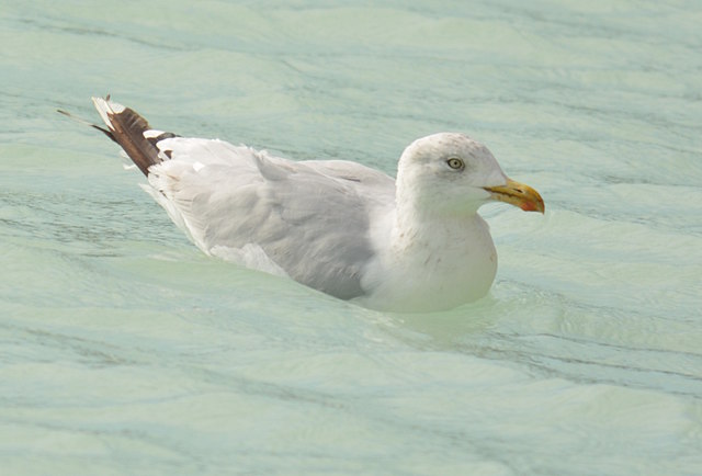 Herring Gull, Man'O'War Bay, Dorset