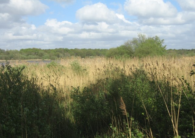 Reed beds - Fleet Pond © Sandy B :: Geograph Britain and Ireland