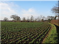 Arable land near Highgates, Little Sampford