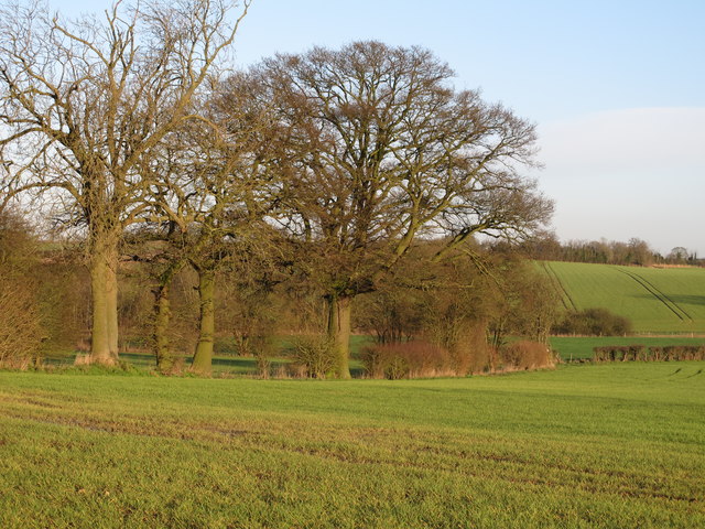 Arable field boundary near Rosedale, Hawkspur Green, Little Bardfield