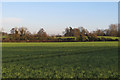 Looking to arable field boundary near Moor Hall, Little Bardfield 