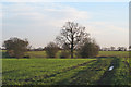 Trees on arable field boundary near Tylers, Thaxted