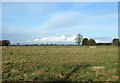 Grazing near Rowlands Farm