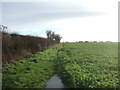 Crop field and hedgerow