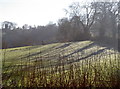 Chimneys hiding in the woods