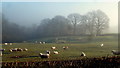 Sheep pasture above the Dulas, 1