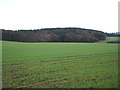 Young crop field towards Dean Bridge Wood