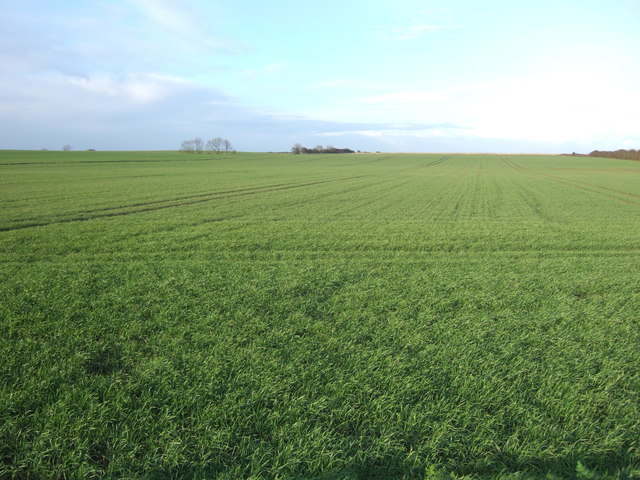 Crop field north of Seaside Road