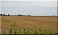 Arable land by St Mary