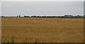 Sheep in an arable field