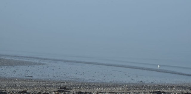 Coastal mist, Seapark, Holywood - January 2016(2)