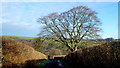 Solitary beech tree