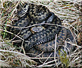 NT4334 : Coiled male and female adders (Vipera berus) by Walter Baxter