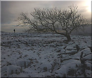 SD7075 : Winter tree, Twisleton Scar End by Karl and Ali