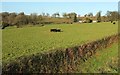 Cattle near Rosecraddoc