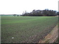 Young crop field, Chilton