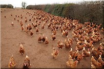 SO6157 : Free-range chickens by Philip Halling