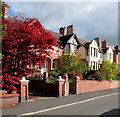 Red leaves, Edgeley Road, Whitchurch