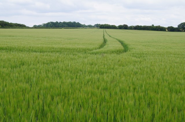 Farmland south of the Oxdrove Way