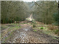 Clay Ride, Epping Forest