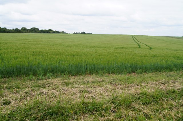 Cereal crop on Itchen Down