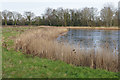 SU9960 : Heather Farm Wetland Centre, Horsell Common by Alan Hunt