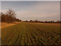 Farmland near Bawtry