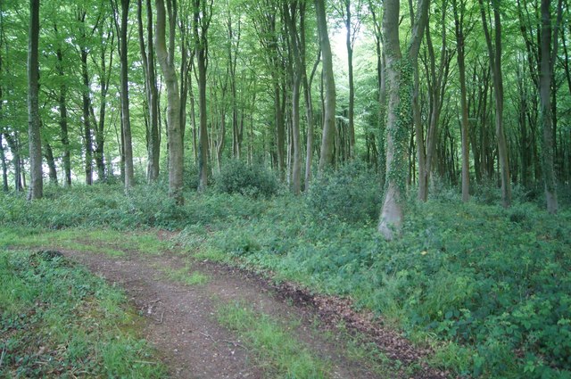 Track skirting Courtney's Copse