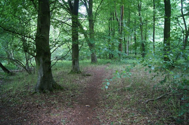 Clear path in Itchen Wood