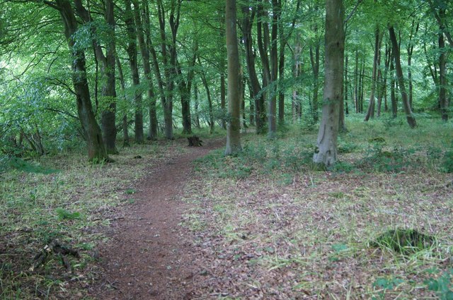 Clear path in Itchen Wood