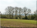 Field north of Clays Lane