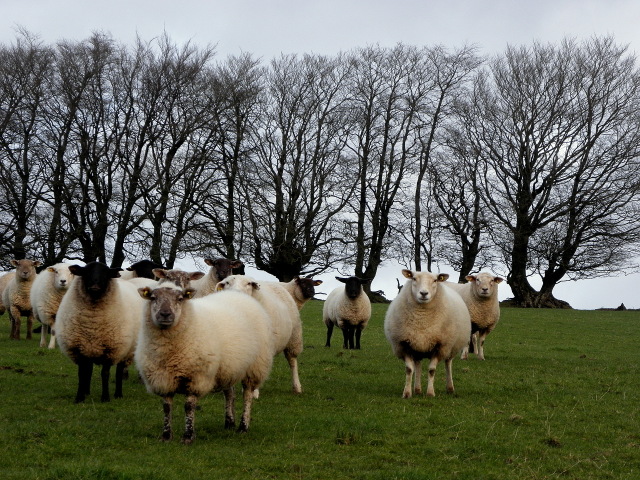 Curious sheep, Tycanny © Kenneth Allen :: Geograph Ireland