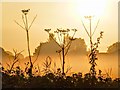 Early morning mist, Swine Bank