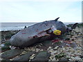 TF6741 : Dead sperm whale, Hunstanton - 01 by Richard Humphrey
