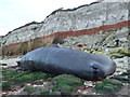 TF6741 : Dead sperm whale, Hunstanton - 02 by Richard Humphrey
