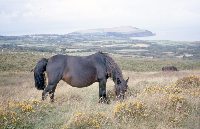 Pony on Mynydd Caregog, view to Dinas... © Ben Brooksbank cc-by-sa/2.0 ...