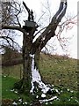 SE8658 : Old  snow  blown  tree  with  Owl  nesting  box by Martin Dawes