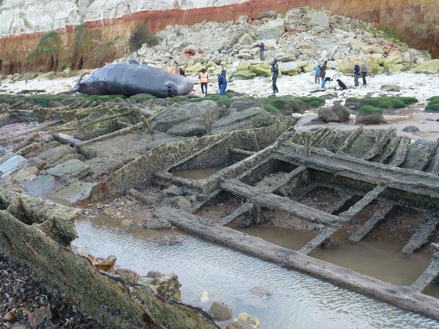 Wreck of the Sheraton and dead sperm whale, Hunstanton - 02