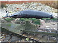 TF6741 : Dead sperm whale, Hunstanton - 03 by Richard Humphrey