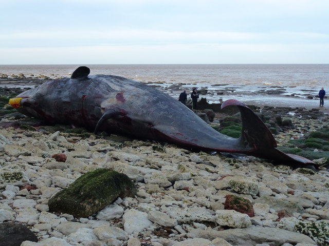 Dead sperm whale, Hunstanton - 08
