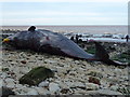 TF6741 : Dead sperm whale, Hunstanton - 08 by Richard Humphrey