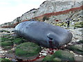 TF6741 : Dead sperm whale, Hunstanton - 10 by Richard Humphrey