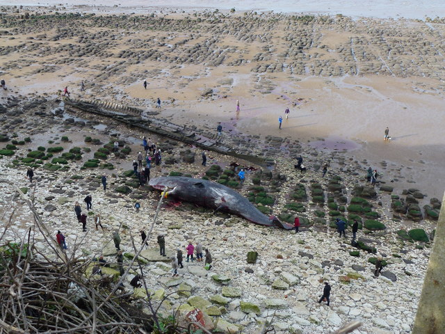 Dead sperm whale, shipwreck, beach and wave-cut platform at Hunstanton - 01