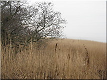 NX9967 : Reedbed and Willow by the estuary by M J Richardson