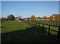 Sheep by the vet school