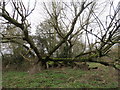 The fallen Black Poplar tree in Millhoppers Reserve