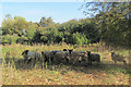 Sheep in the Millhoppers Reserve