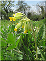 Cowslips in Millhoppers Nature Reserve